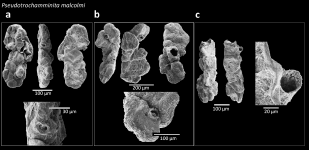Pseudotrochamminita malcolmi King, 2021, author: Le Coze, François