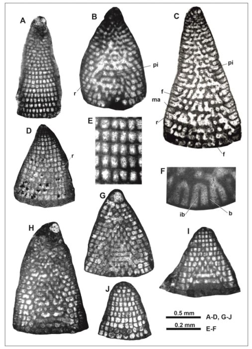 Robinsoniella jamaicaensis Schlagintweit in Schlagintweit & Mitchell, 2022 Robinsoniella jamaicaensis Schlagintweit in Schlagintweit & Mitchell, 2022