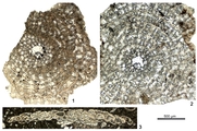 Bigaella orbitoidiformis can, Mitchell, Pignatti, Simmons & Yel, 2022, author: Pignatti, Johannes