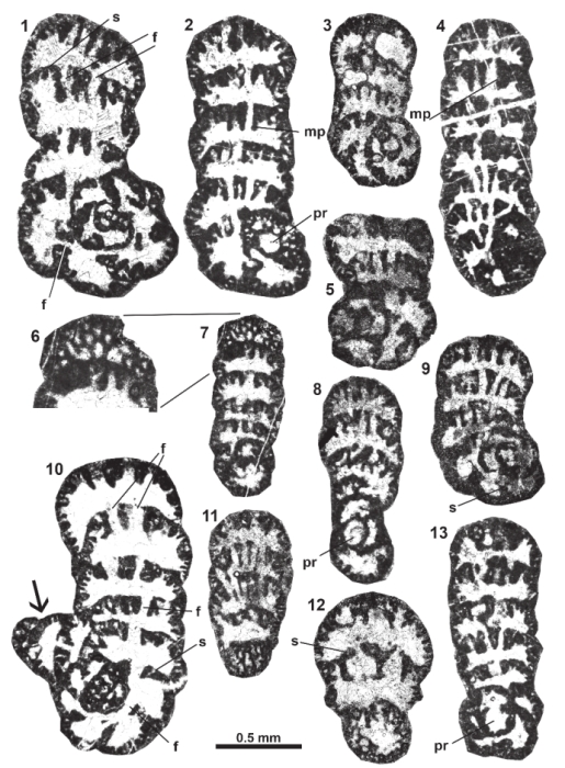Septfontainella carpatobalcanica Schlagintweit, Bucur & Pleș, 2021 Septfontainella carpatobalcanica Schlagintweit, Bucur & Pleș, 2021