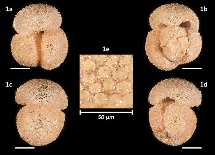 Globigerinoides rublobatus Latas, Pearson, Poole, Fabbrini & Wade, 2023 Globigerinoides rublobatus Latas, Pearson, Poole, Fabbrini & Wade, 2023