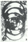 Globoendothyra 