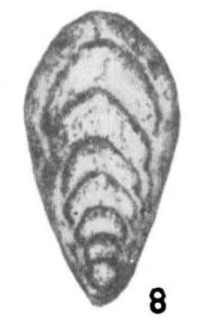 Frondicularia ornata Miklukho-Maklay, 1954 Frondicularia ornata Miklukho-Maklay, 1954