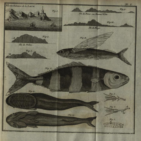Lernaeomyzon pernettiana Lernaeomyzon pernettiana