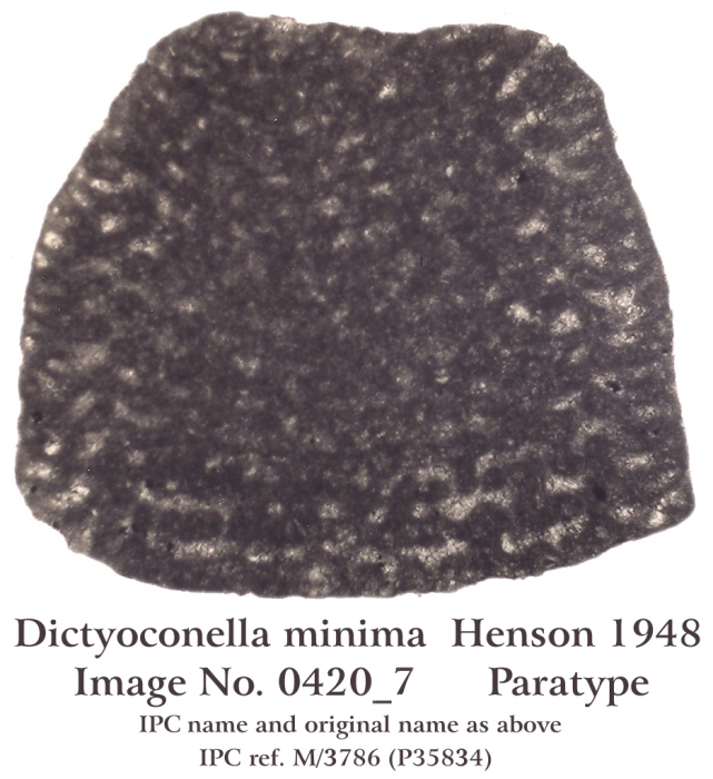 Dictyoconella minima Henson, 1948 Dictyoconella minima Henson, 1948