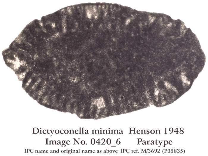 Dictyoconella minima Henson, 1948 Dictyoconella minima Henson, 1948