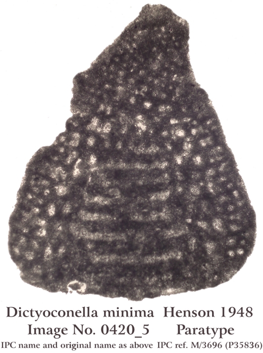 Dictyoconella minima Henson, 1948 Dictyoconella minima Henson, 1948
