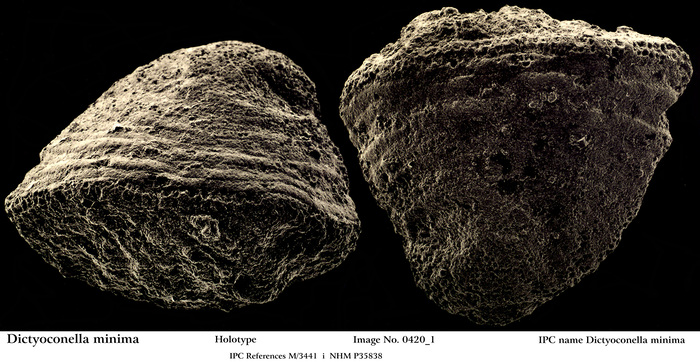 Dictyoconella minima Henson, 1948