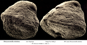 Dictyoconella minima Henson, 1948, author: Le Coze, François