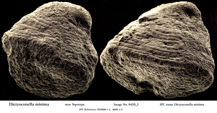 Dictyoconella minima Henson, 1948 Dictyoconella minima Henson, 1948