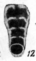 Nodosaria parva Lipina, 1949 Nodosaria parva Lipina, 1949
