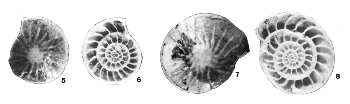 Nummulites cunialensis Herb & Hekel, 1975 Nummulites cunialensis Herb & Hekel, 1975