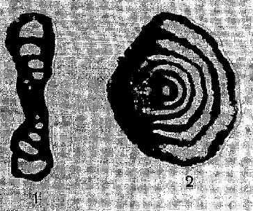 Ammodiscus irregularis Skvortsov, 1965 Ammodiscus irregularis Skvortsov, 1965
