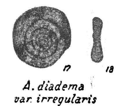 Ammodiscus diadema var. irregularis Golubtsov, 1957 Ammodiscus diadema var. irregularis Golubtsov, 1957