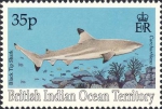 Carcharhiniformes