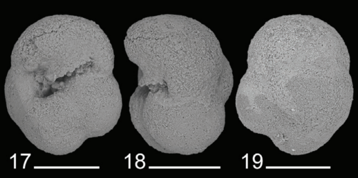 Bagginoides tibeisalinella Trubin & Marinov, 2024 Bagginoides tibeisalinella Trubin & Marinov, 2024