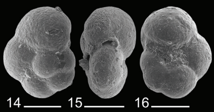 Bagginoides yamalensis Trubin & Marinov, 2024 Bagginoides yamalensis Trubin & Marinov, 2024