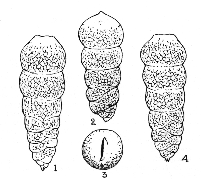 Tubulogenerina queraltensis Colom, 1971 Tubulogenerina queraltensis Colom, 1971