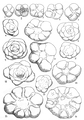 Hofkerina batalleri Colom, 1971, author: Pignatti, Johannes