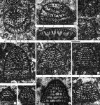 Pseudofallotella drobneae Vicedo, Berlanga & Serra-Kiel, 2014