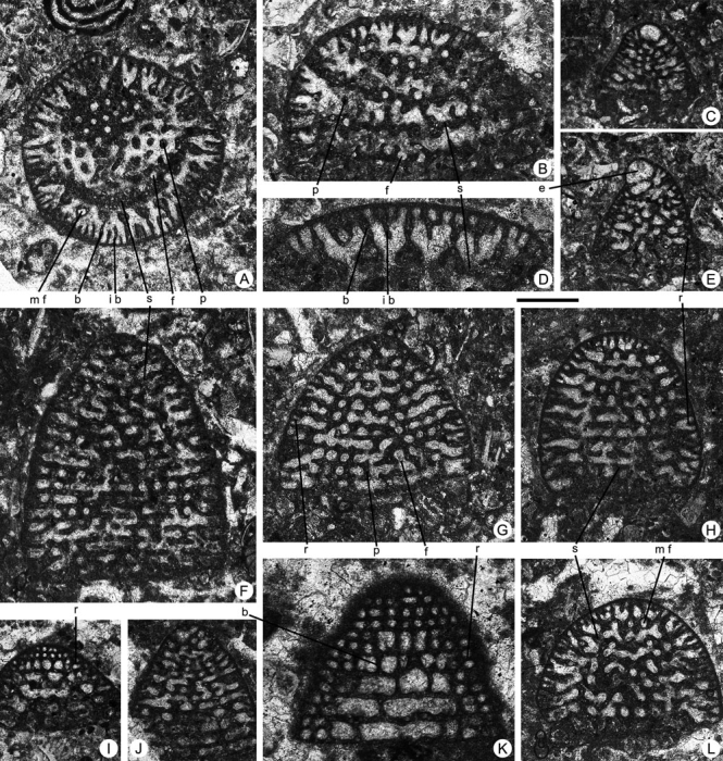 Pseudofallotella drobneae Vicedo, Berlanga & Serra-Kiel, 2014 Pseudofallotella drobneae Vicedo, Berlanga & Serra-Kiel, 2014