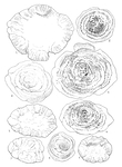 Planopulvinulina queraltensis Colom, 1971