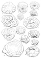Planopulvinulina queraltensis Colom, 1971, author: Pignatti, Johannes