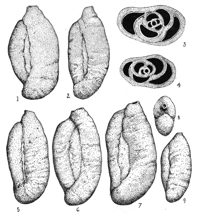 Triloculina mollis Colom, 1971 Triloculina mollis Colom, 1971