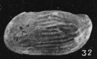 Holotype Cytheretta multicostata Apostolescu, 1957, author: Nascimento, Josilene Bezerra