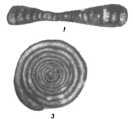 Ammodiscus compactus var. maxima Potievskaya, 1958, author: Le Coze, Franis