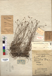 Cyperaceae