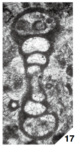 Eoforschia uralica (Malakhova, 1956) Eoforschia uralica (Malakhova, 1956)