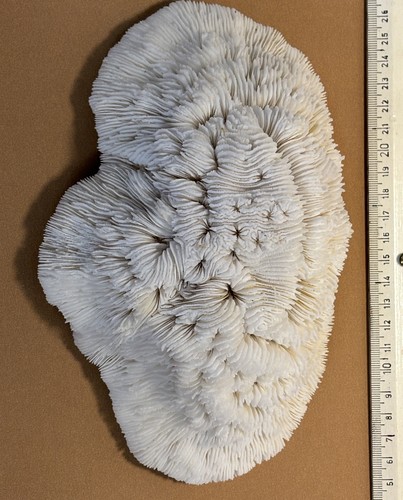 Holotype (1) Holotype (1)