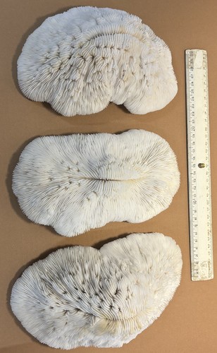 Paratypes (1) Paratypes (1)