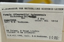 Label 3 paratypes 