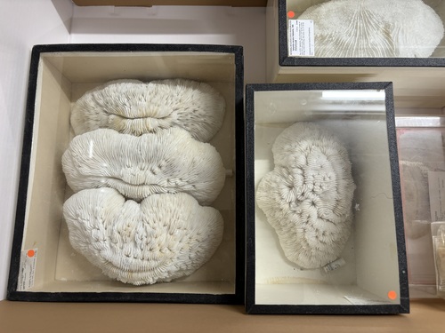 Type series: holotype + 3 paratypes Type series: holotype + 3 paratypes