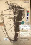 Cyperaceae