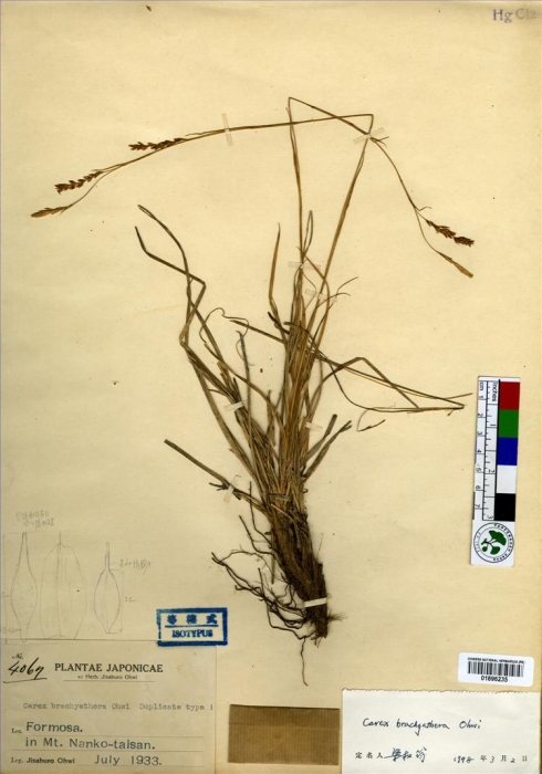 Beijing Botanical Garden (Carex brachyanthera PE01896235 isotype 1)