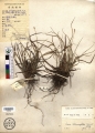 Plantae