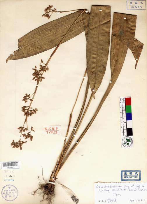 Beijing Botanical Garden (Carex densifimbriata var. hirsuta PE00030304 holotype 1)