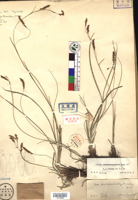 Beijing Botanical Garden (Carex obovatosquamata PE01173055 holotype 1)