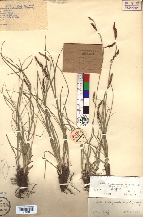 Beijing Botanical Garden (Carex obovatosquamata PE01173056 isotype 1)