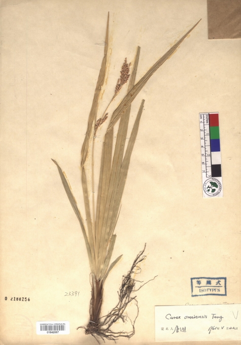 Beijing Botanical Garden (Carex omeiensis PE01842067 isotype 1)