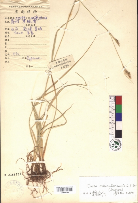 Beijing Botanical Garden (Carex orbicularinucis PE01842068 isotype 1)