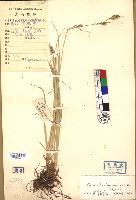 Beijing Botanical Garden (Carex orbicularinucis PE01862951 isotype 1)