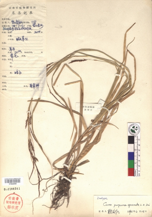 Beijing Botanical Garden (Carex purpureo-squamata PE01842080 isotype 1)