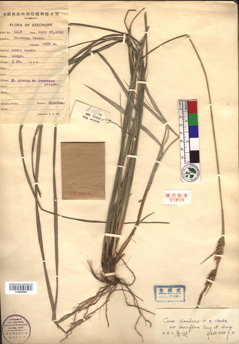 Beijing Botanical Garden (Carex simulans var. densiflora PE01862925 holotype 1)