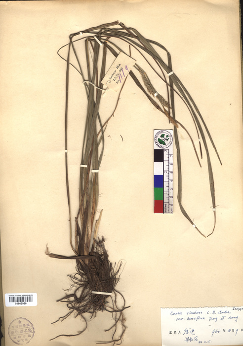 Beijing Botanical Garden (Carex simulans var. densiflora PE01862926 isotype 1)