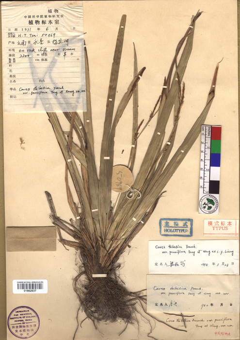 Beijing Botanical Garden (Carex thibetica var. pauciflora PE01862937 holotype 1)