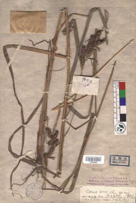 Beijing Botanical Garden (Carex wui PE01842089 holotype 1)